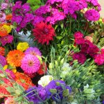 Скромные и очаровательные циннии