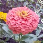 Скромные и очаровательные циннии