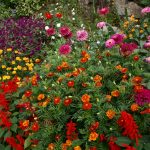 Скромные и очаровательные циннии