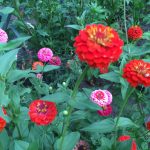 Скромные и очаровательные циннии