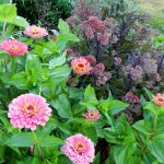 Скромные и очаровательные циннии