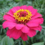 Скромные и очаровательные циннии