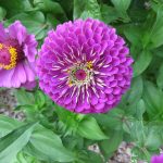 Скромные и очаровательные циннии