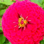 Скромные и очаровательные циннии