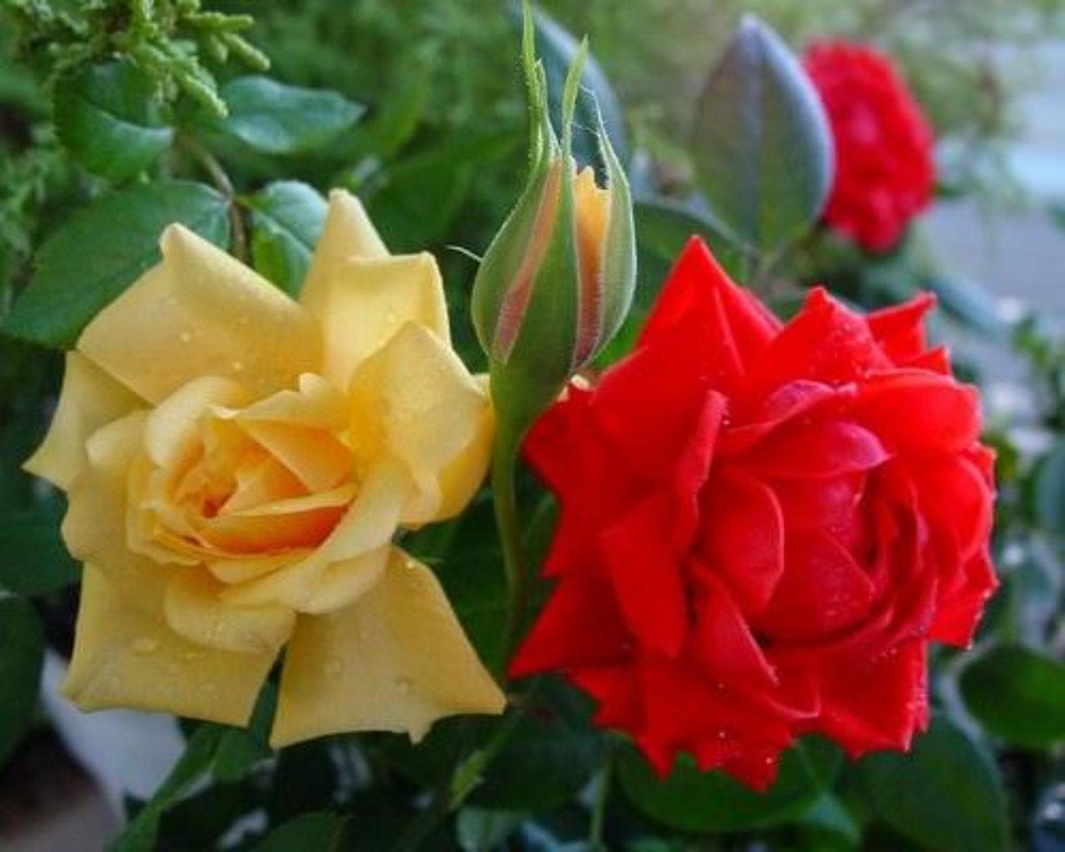Бордюрные розы: описание, сорта, посадка и уход, размножение, обрезка, названия и фото, в ландшафтном дизайне