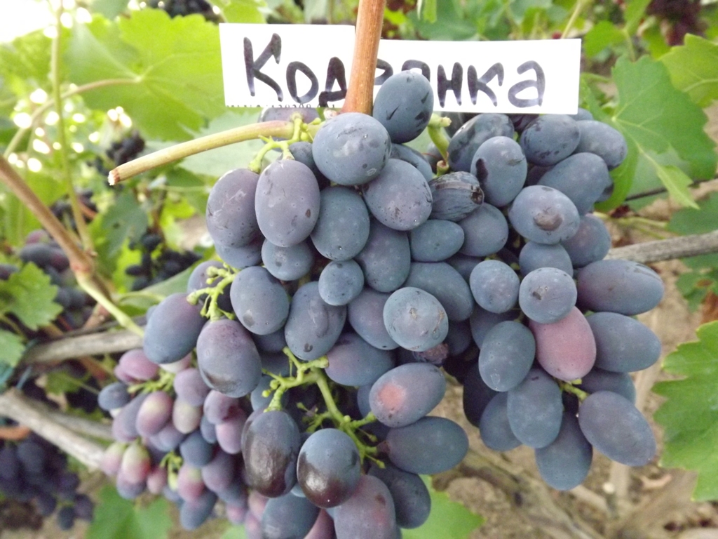 Виноград Рошфор: селекция, описание, особенности сорта, посадка и уход, достоинства, отзывы Виноград Рошфор: селекция, описание, особенности сорта, посадка и уход, достоинства, отзывы