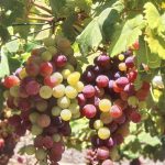 Гибридная форма винограда «Виктор»