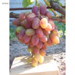 Гибридная форма винограда «Виктор»