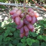 Гибридная форма винограда «Виктор»