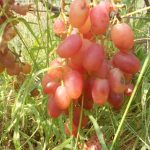 Гибридная форма винограда «Виктор»