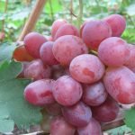 Гибридная форма винограда «Виктор»