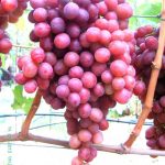 Гибридная форма винограда «Виктор»