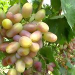 Гибридная форма винограда «Виктор»