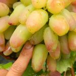 Гибридная форма винограда «Виктор»