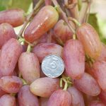 Гибридная форма винограда «Виктор»