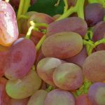 Гибридная форма винограда «Виктор»