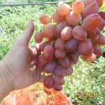 Гибридная форма винограда «Виктор»