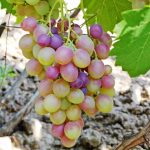 Гибридная форма винограда «Виктор»