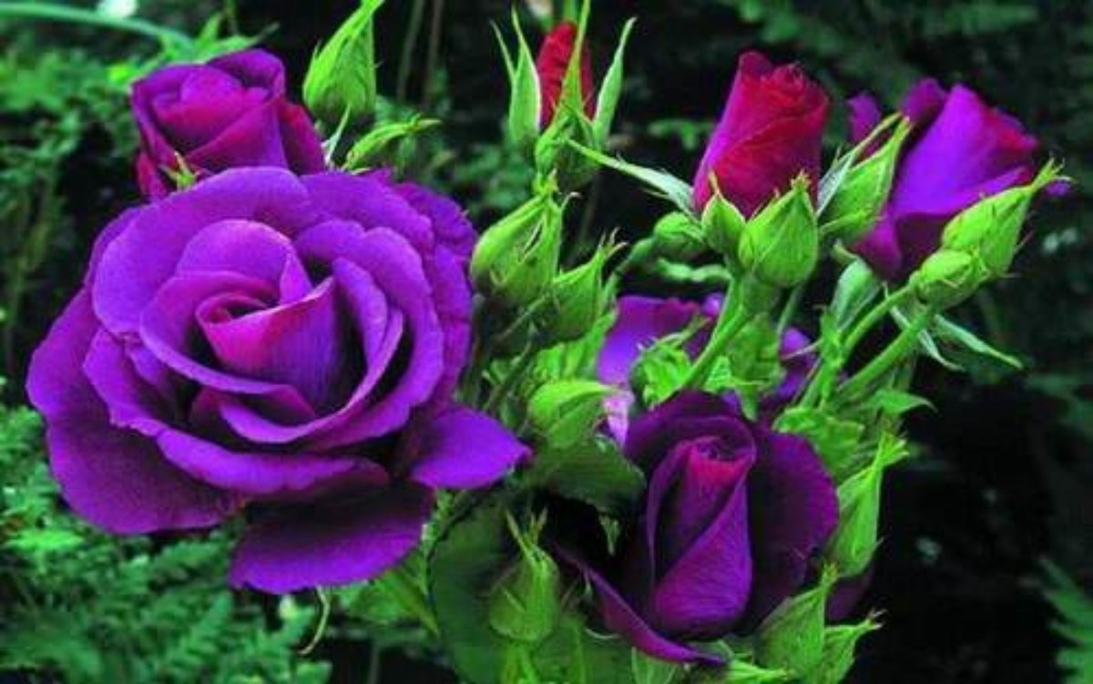 Ассортимент темно-фиолетовых роз