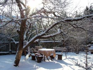 Работы в саду в январе