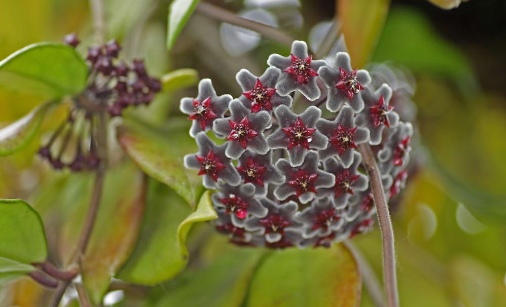 Вечнозеленая лиана хойя