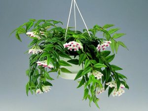 Вечнозеленая лиана хойя