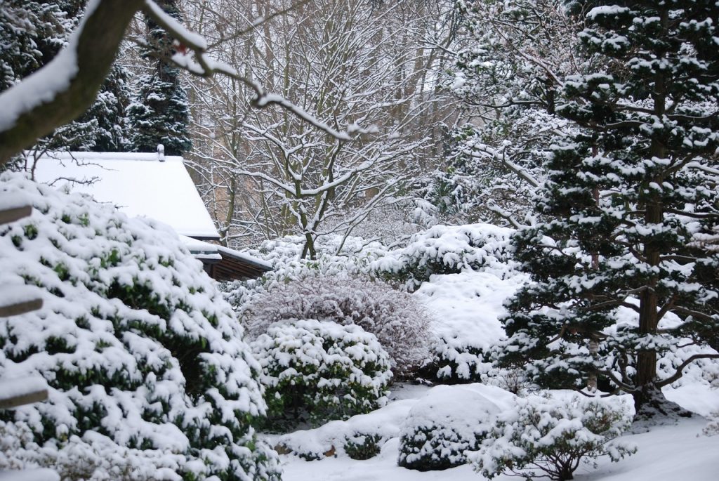 Как правильно подготовить сад к зимнему периоду?