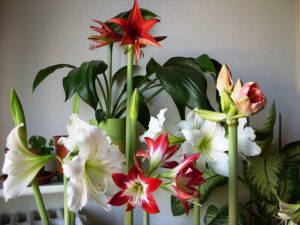 Лилия, как комнатное украшение