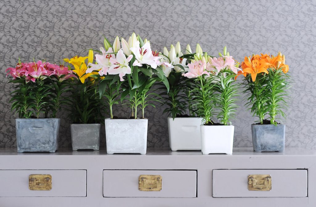 Лилия, как комнатное украшение