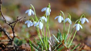 Раннецветущие цветы: выбор сорта и посадка