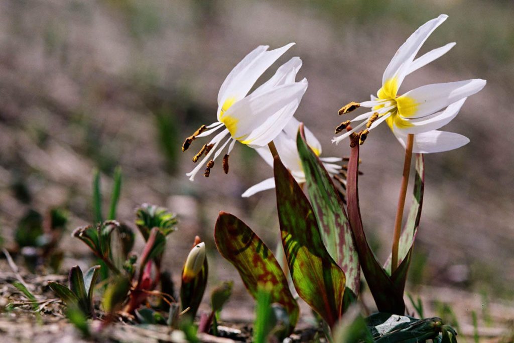 Раннецветущие цветы весной названия и фото