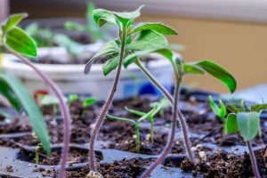 Как вырастить крепкую и жизнестойкую рассаду?