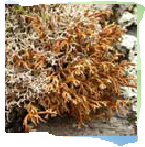 Есть картинка мха,а названия не знаю