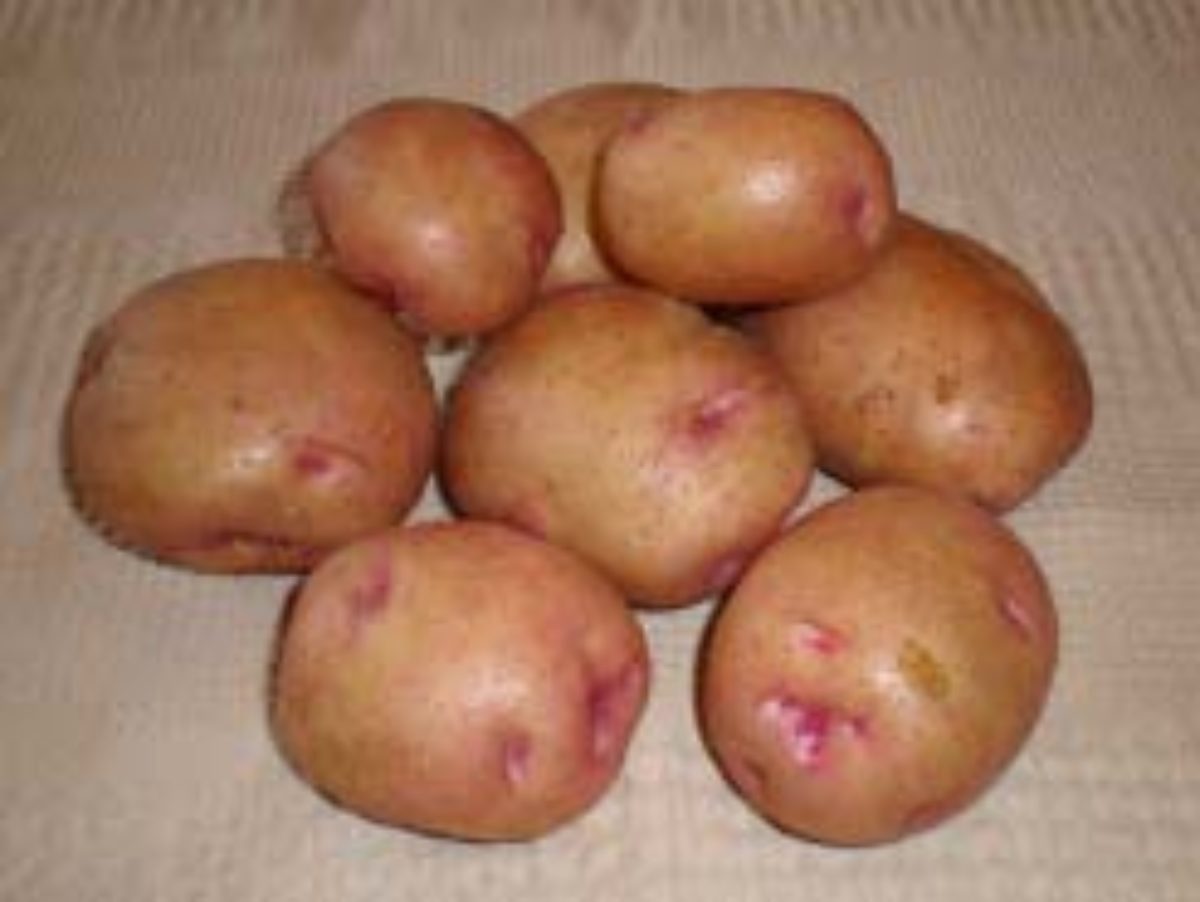 Особенности вкуса картофеля Снегирь
