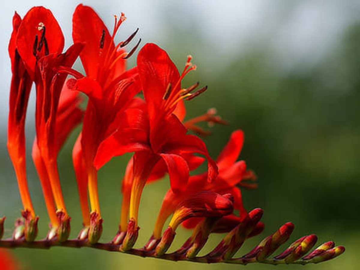 китайские гладиолусы фото цветов
