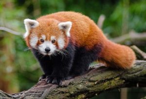 Тест: Отгадаете животных?