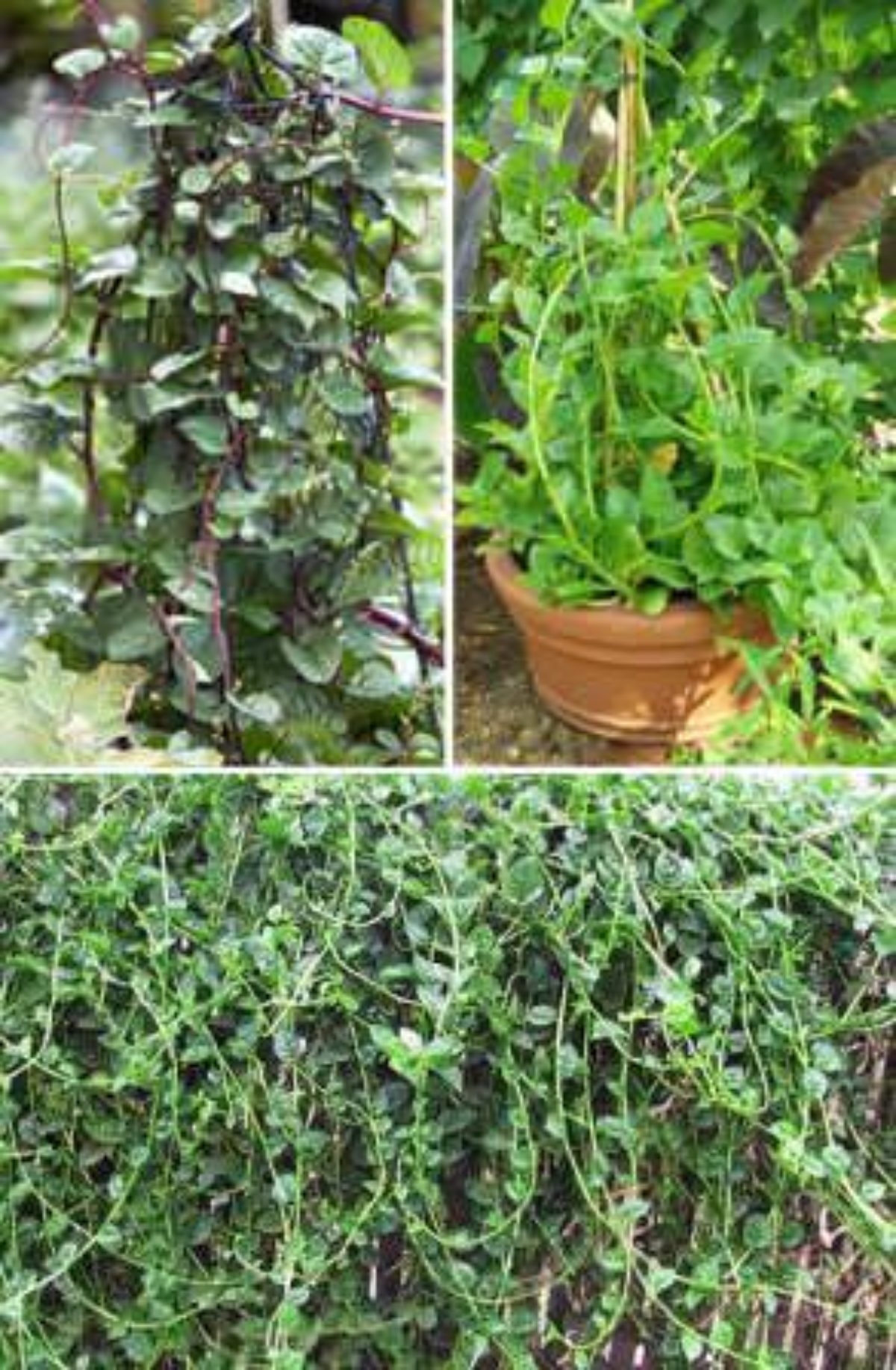 Базелла: описание растения, полезные свойства, применение, как правильно выращивать, размножать