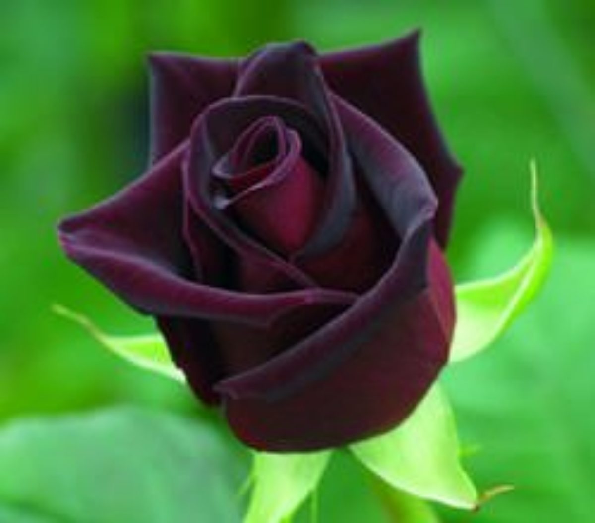 Черная магия роза характеристика купить библия колдуна