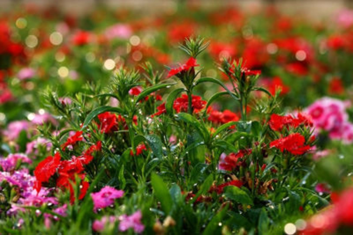 Распространенные однолетние цветы для сада: названия, описания и фото