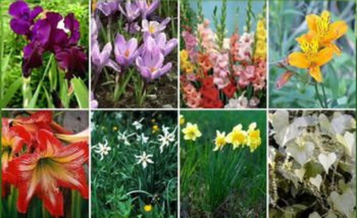 Семейство лилейные (49 фото): представители, лилия, другие цветы, комнатные  растения, соцветии