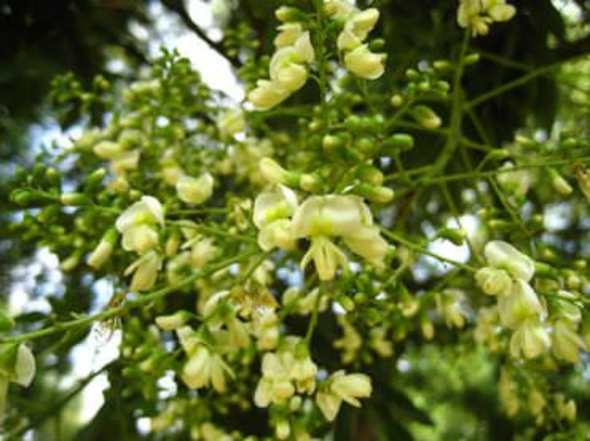 Софора японская (Styphnolóbium japónicum)