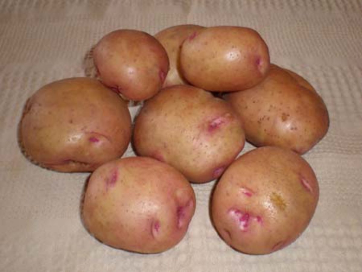 фото картофеля сорт арлекин