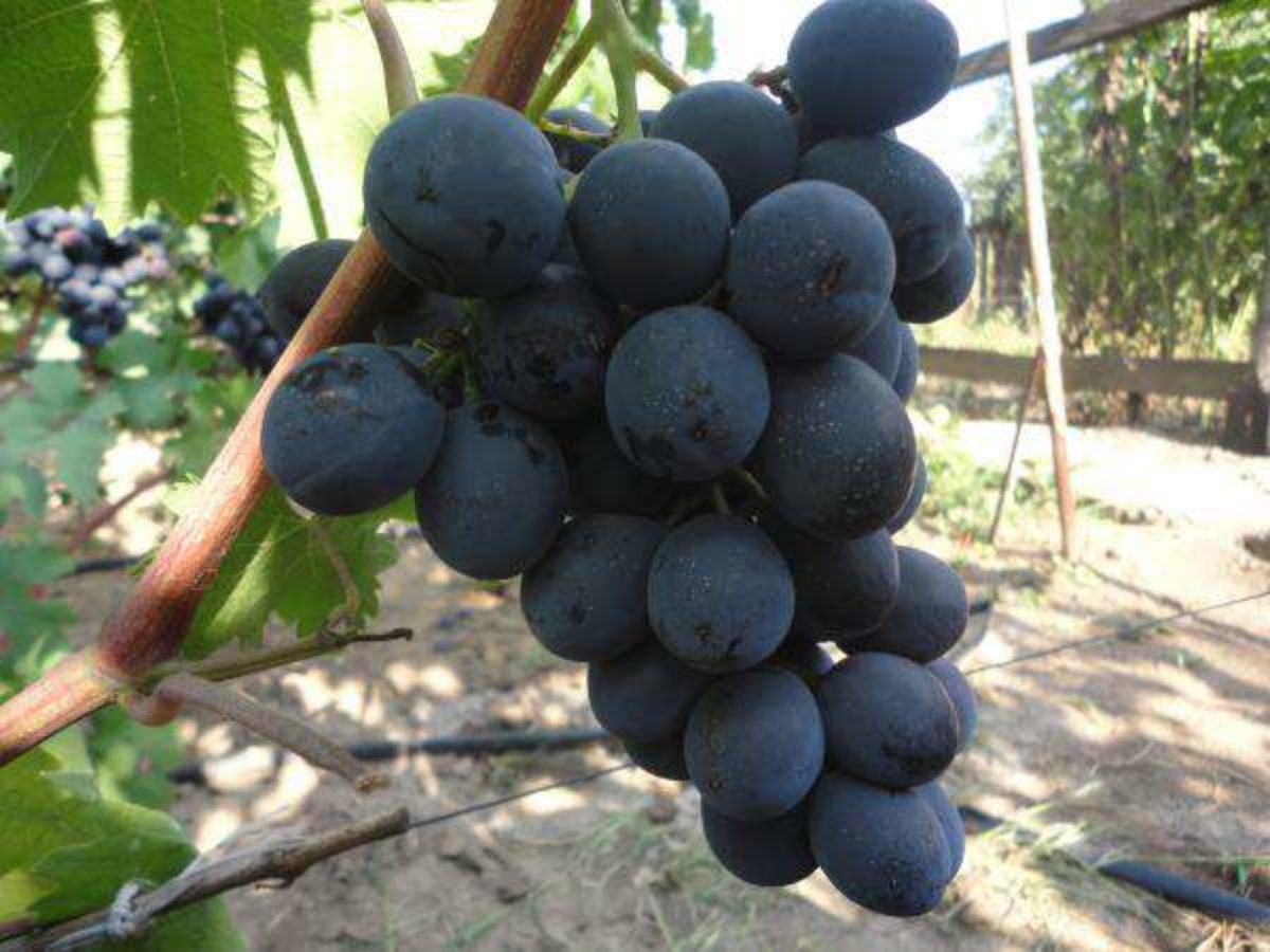 виноград черные глаза описание сорта фото