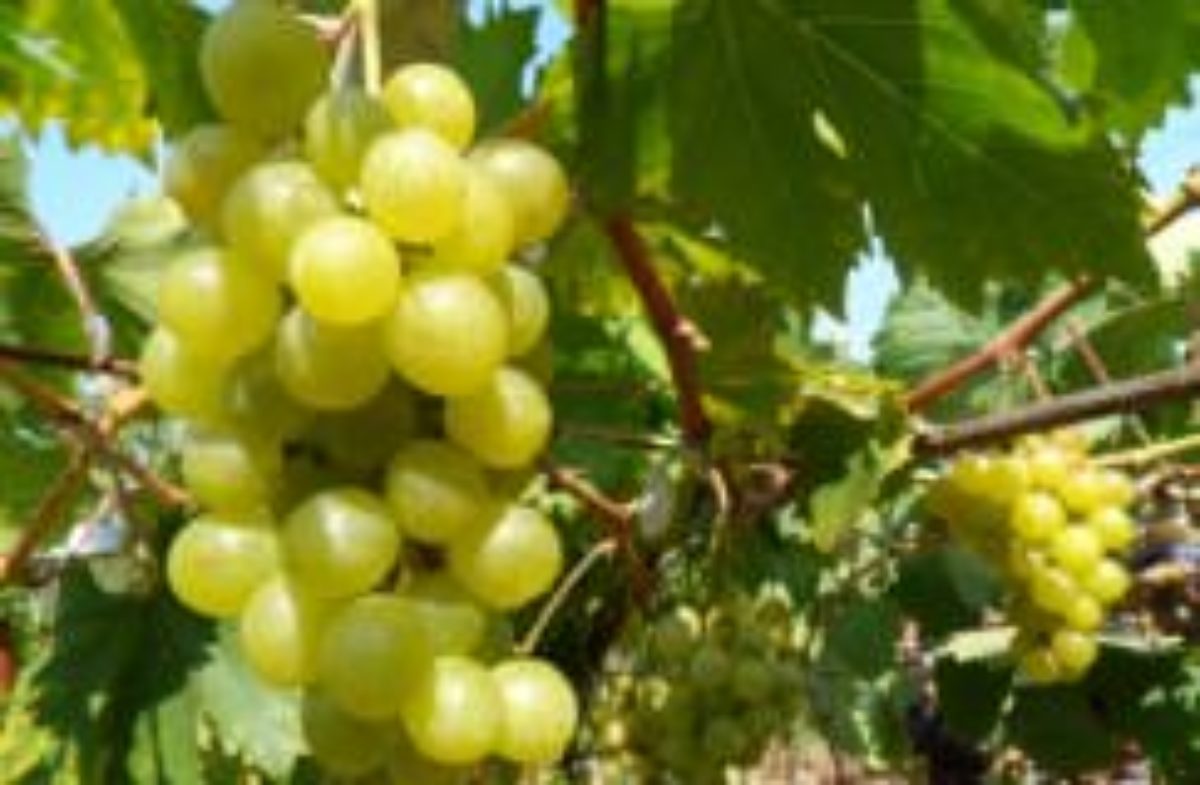 Описание винограда орион фото и описание