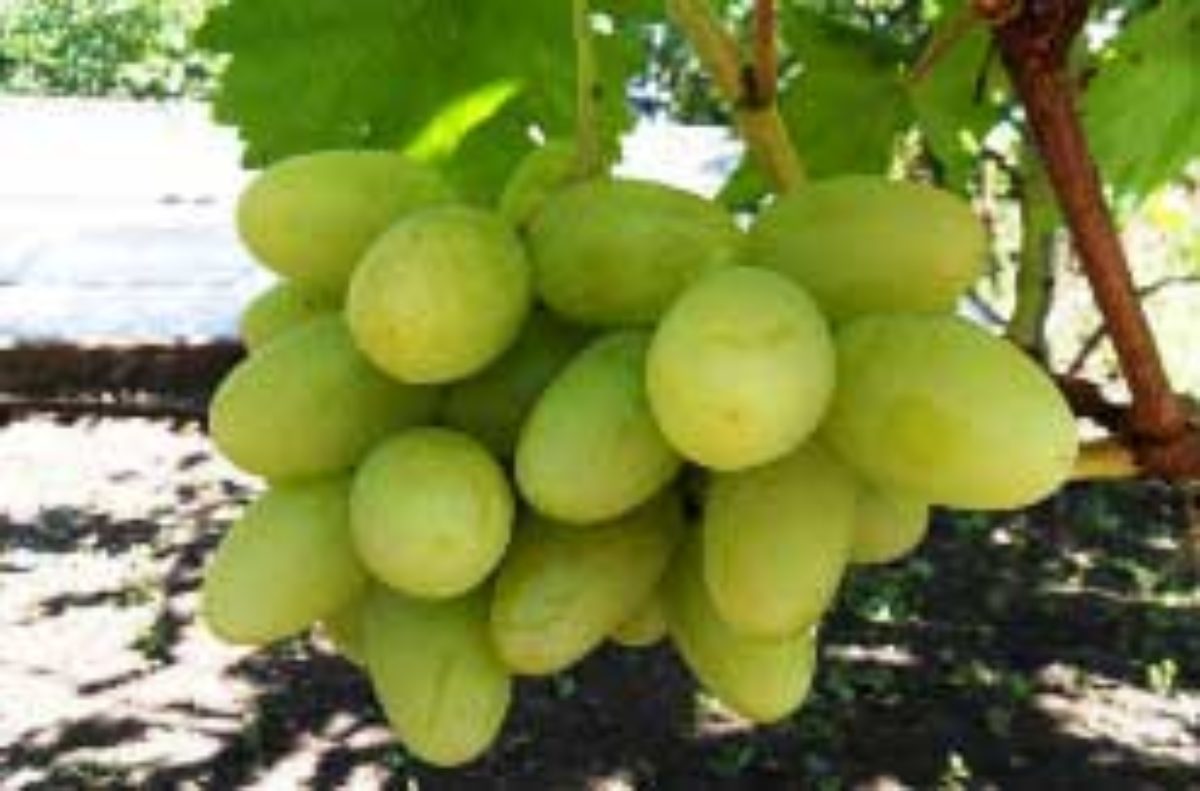 Виноград плодовый Богатяновский