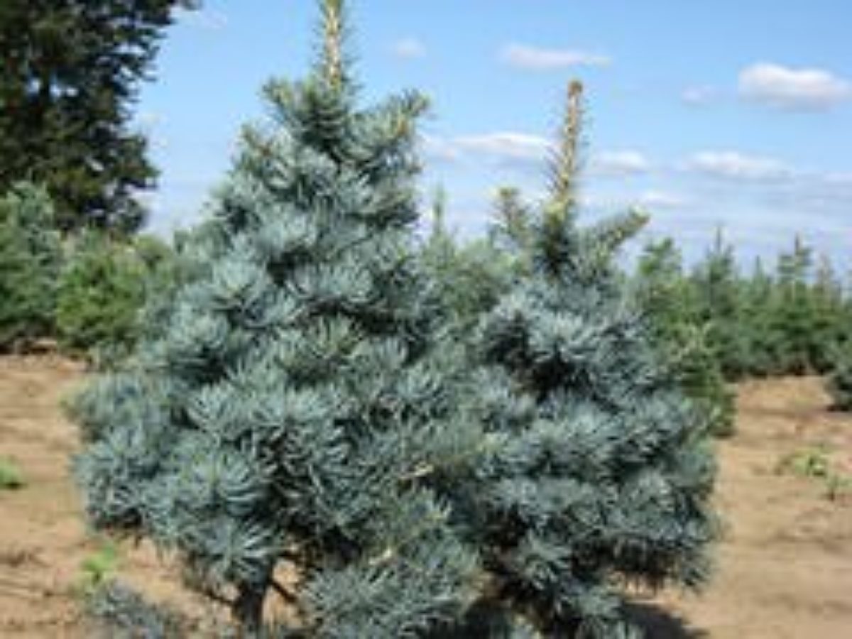 Пихта одноцветная (abies concolor): описание, посадка и уход, сорта,  применение в ландшафтном дизайне, фото, видео