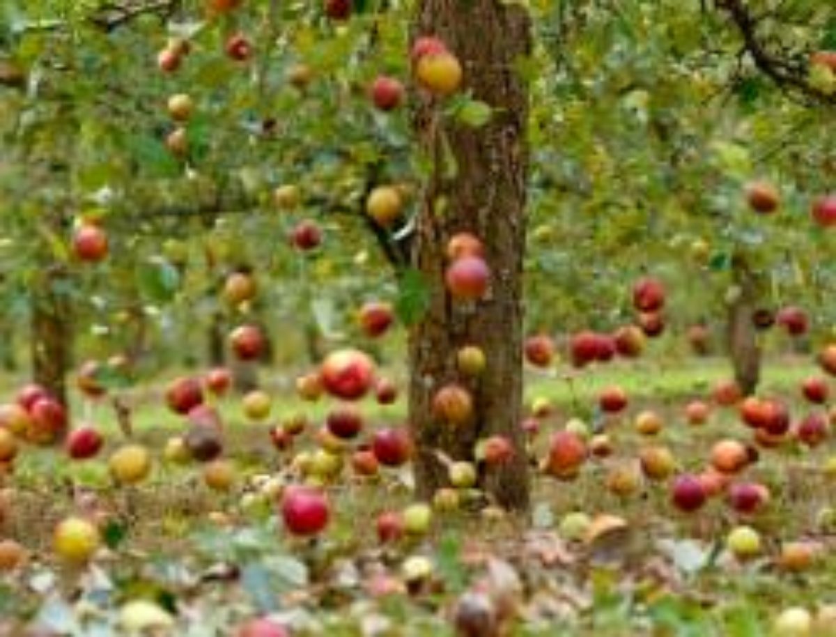 Почему яблоки с яблони начинают осыпаться недозревшими в июне