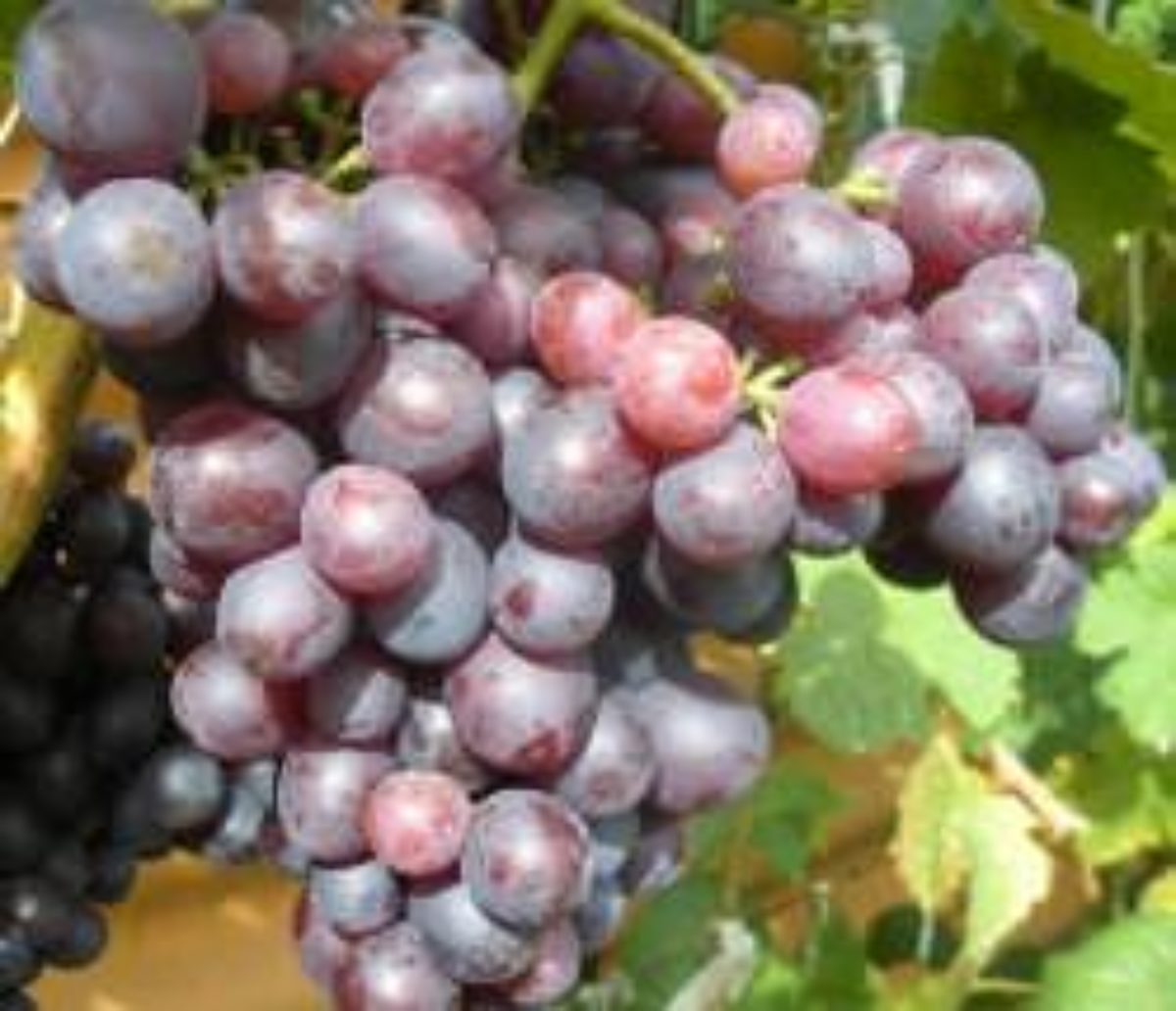 Виноград Краса Донбасса: описание, характеристики, выращивание, отзывы | Садоводство