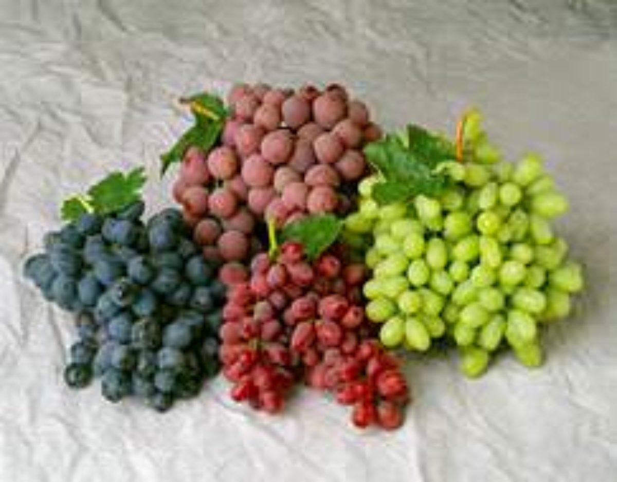 Молдавские сорта винограда: характеристика, описание популярных сортов,достоинства и недостатки винограда молдавской селекции, особенностивыращивания молдавского винограда, отзывы садоводов