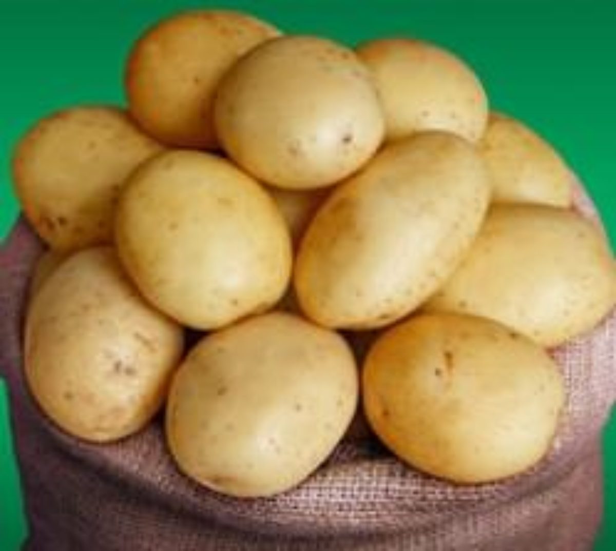 Ривьера сорт картофеля характеристика фото и описание